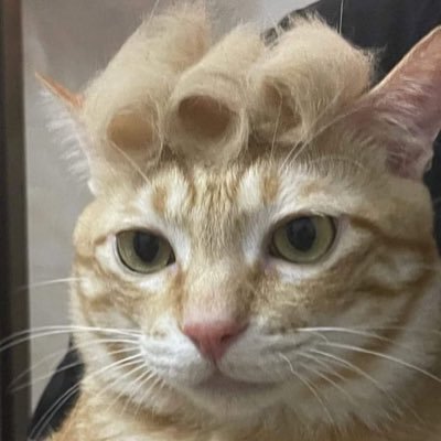NaiveKrypto's profile picture. 