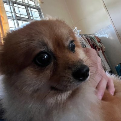 PeterParkerVn's profile picture. Chasing the sun...