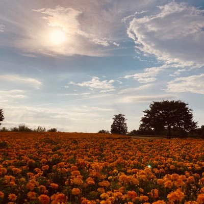 noberu0401's profile picture. アプリ、Script少女のべるちゃんアカウントです。気が向いたらぽつぽつ書いていきます。