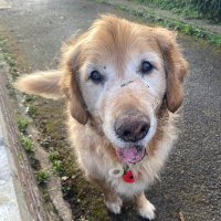 Guide Dog Tudor (@guidedogtudor) 's Twitter Profile