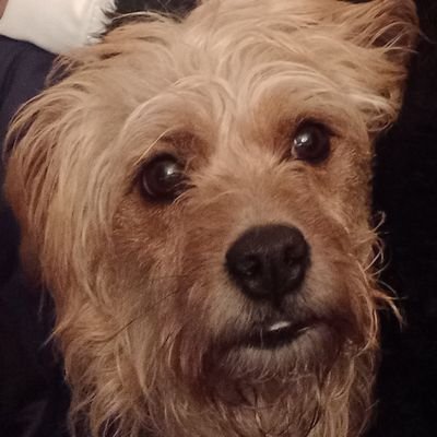 DYLOBA's profile picture. PAIXÓN POR GALIZA