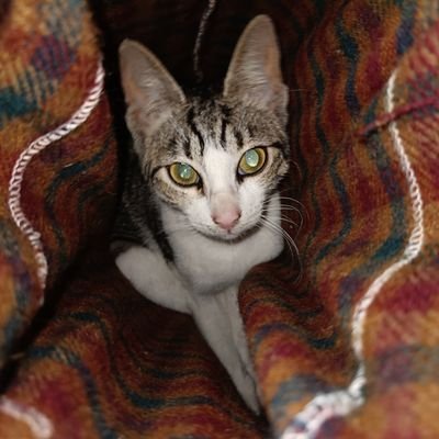 Jameel2479's profile picture. Mentalité Onizuka