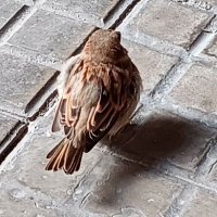 Perez-Dieter, Julio (@amarilloindio) 's Twitter Profile Photo Perez-Dieter, Julio (@amarilloindio) 's Twitter Profile Photo