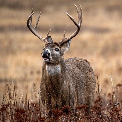 deerslay123's profile picture. 