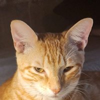 John Kolmetz 🇺🇸 (@kolmtzjohn) 's Twitter Profile