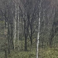 はーきゃん (@hatsukamu_mi) 's Twitter Profile