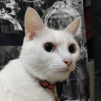 スプーン🥄🐱 (@dirsukepetit) 's Twitter Profile Photo