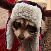 Thrashes 🇮🇸 (@thrashes12) 's Twitter Profile Photo Thrashes 🇮🇸 (@thrashes12) 's Twitter Profile Photo