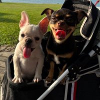 pprint (@pprintprintp) 's Twitter Profile