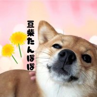 豆柴たんぽぽ (@sasabunex) 's Twitter Profile