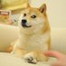 dogepepeshiba (@dogepepeshiba) Twitter profile photo dogepepeshiba (@dogepepeshiba) Twitter profile photo