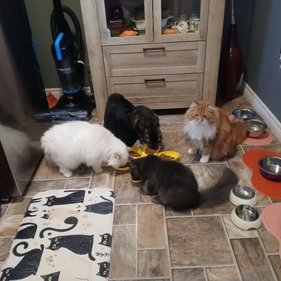 Social worker, wife, step-mom, sibling, and aunt have 6 fur babies. I respect all people;aim to be culturally diversified in all facets of human interaction.
