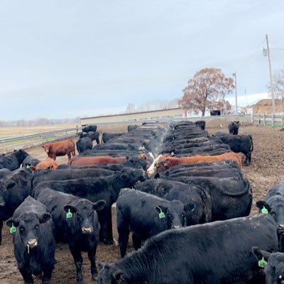 DylanRus's profile picture. Rus Farms & Stockmens Livestock