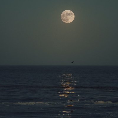 Anushka_Rajak20's profile picture. 