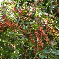 البن الخولاني اليمني (@khulani_coffee) 's Twitter Profile
