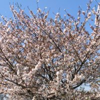 はむとひの (@eel1jamify50031) 's Twitter Profile