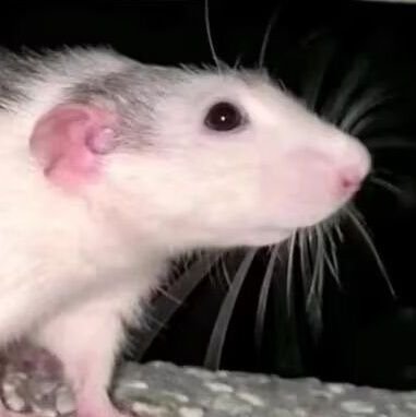 想要杀掉她的杉さんのプロフィール画像