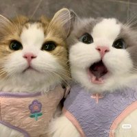 vegas baby🦊🐱 (@foreverbadass) 's Twitter Profile
