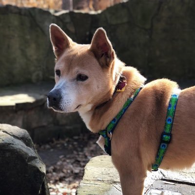 Mohammadrezagba's profile picture. Just a normal chill guy :)