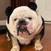 Bulldog Lover Club (@bulldog_lover09) Twitter profile photo Bulldog Lover Club (@bulldog_lover09) Twitter profile photo