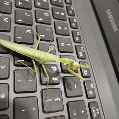 Ninhhoa779's profile picture. 