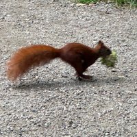 lilchesnut (@sillygoos3j) 's Twitter Profile Photo