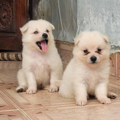 I think dogs are the most amazing creatures; they give unconditional love.