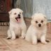 Cute Puppies (@puppiestyle) Twitter profile photo Cute Puppies (@puppiestyle) Twitter profile photo
