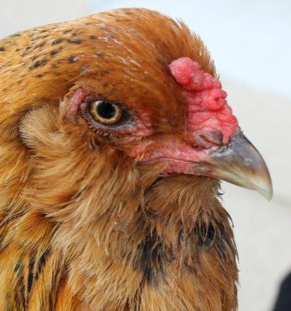 I'm a diva as well as a chicken-I came with the mortgage on the house (not even kidding!)