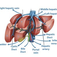 Hepatobiliarysurg_TMH (@hepbilisurg_tmh) 's Twitter Profile Photo Hepatobiliarysurg_TMH (@hepbilisurg_tmh) 's Twitter Profile Photo