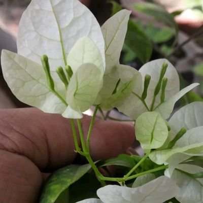 05Kamla's profile picture. 