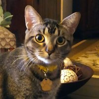 JACKIE'S ANIMALS❤️🇺🇸🌎 (@jacquel35589242) 's Twitter Profile Photo