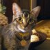 JACKIE'S ANIMALSโค๏ธ๐บ๐ธ๐ (@jacquel35589242) Twitter profile photo JACKIE'S ANIMALSโค๏ธ๐บ๐ธ๐ (@jacquel35589242) Twitter profile photo