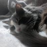 JoanneAdam2's profile picture. Mostly retired