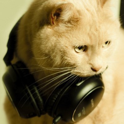 Katze13Cat's profile picture. 