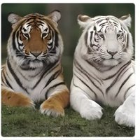 Dreamlight (@s87811fajar) 's Twitter Profile