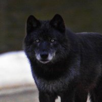 Kaan Belasız (@kaanm_ruh) 's Twitter Profile