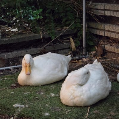 ssamfurang's profile picture. 