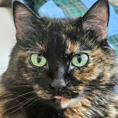 debbiesnickers's profile picture. unapologetically opinionated. unapologetically dedicated to the inclusive freedom envisioned by our founding fathers.