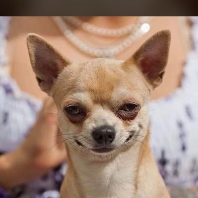 TheAngryDogs's profile picture. He who remains 🐾