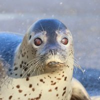 🦭ウィスタリア🦭 (@walexandrite) 's Twitter Profile Photo 🦭ウィスタリア🦭 (@walexandrite) 's Twitter Profile Photo