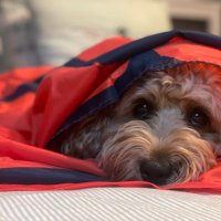chewy 🖤ྀིྀི (@chewbyobacca) 's Twitter Profile