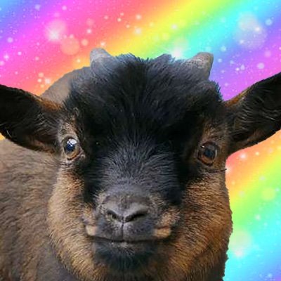 TikTok goat Ronaldo rescued by animal rights activists

5KPnBZTXnNg5D3vYmyp5f4Um3DpLy7qW8998WMJMpump