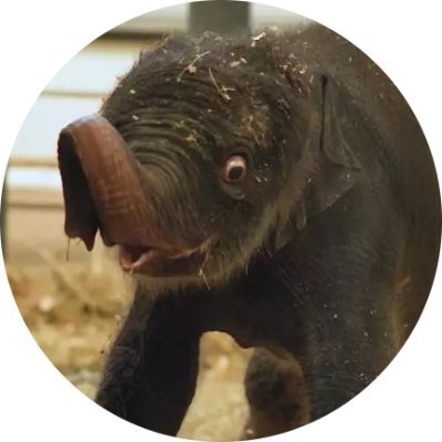 An unofficial fan page of new born $Kirby 💗🐘 #kirby
https://t.co/dzkke3QbhQ
AXTCLqqupJN3YWikgDtAZxRKWizsbePDyV9XtkDtpump