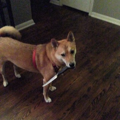 naughty_shiba's profile picture. “We all do better when we all do better” -P.W.