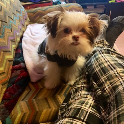 ozzysmomma's profile picture. WWE Fan for 20+ years. Favs are Cesaro, Sheamus, Imperium and Drew McIntyre