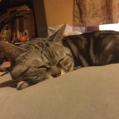 harunkoro's profile picture. 病気療養中、神経障害性疼痛、関節リウマチ、骨粗鬆症、複雑性PTSD、甲状腺機能低下症