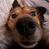 E (@flannellewis) 's Twitter Profile