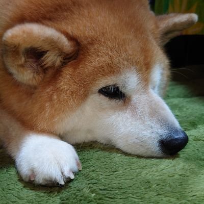 仙台在住。愛犬しまこ(柴犬)11歳(2014年3月22日生まれ)とのんびり過ごしています。。柴犬、かめさん。見かけるとついついフォローしてしまいます。宜しくお願いします(*˘︶˘*).。*♡
クサガメのかめきち男の子·推定24歳。かめまる女の子·推定24歳。わくわく動物ランドな我が家デス♡