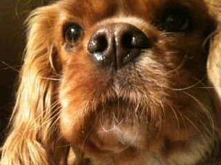 I love to name dogs! Send me a pic of your dog w/ a short personality description & I'll send back name ideas.